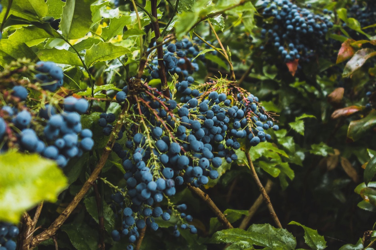 organische Blattgemüse und Beeren