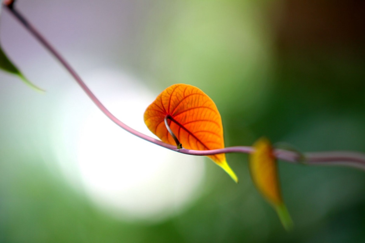 spinach leaf with golden hue