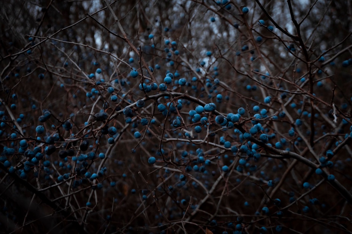 blueberry cluster with dark purple color