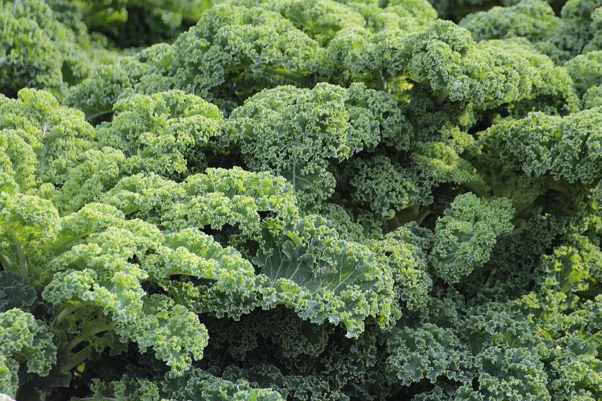 limão e kale em salada