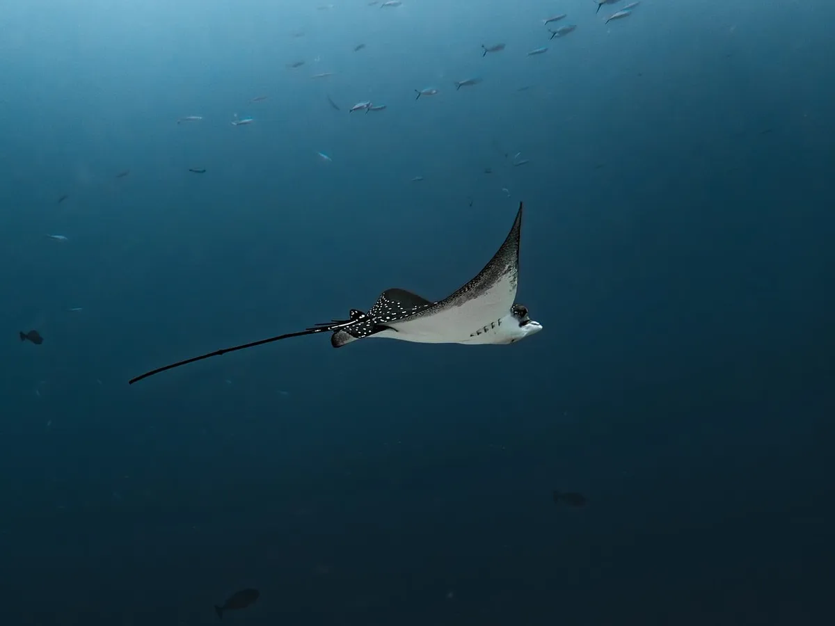 eagle rays, smelled, nature, dive, underwater, fishes, underwater world, sea, underwater photography, ocean