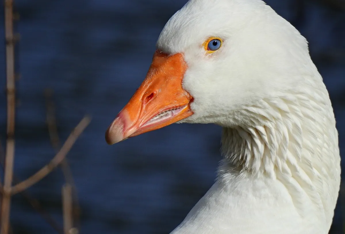 goode, water bird, animal, feather, plumage, bill, blue eye, nature, head, created 17-03-20
