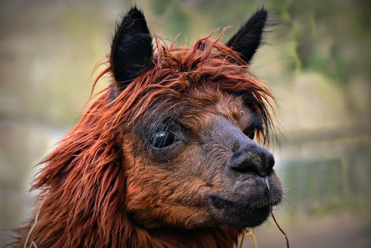 alpaca, nature, vicuna pacos, animal, mammal, peru, south american camelid, hair, fabric, clothing, animal exploitation, zoo, head, eye, ear, snout, 07-02-20