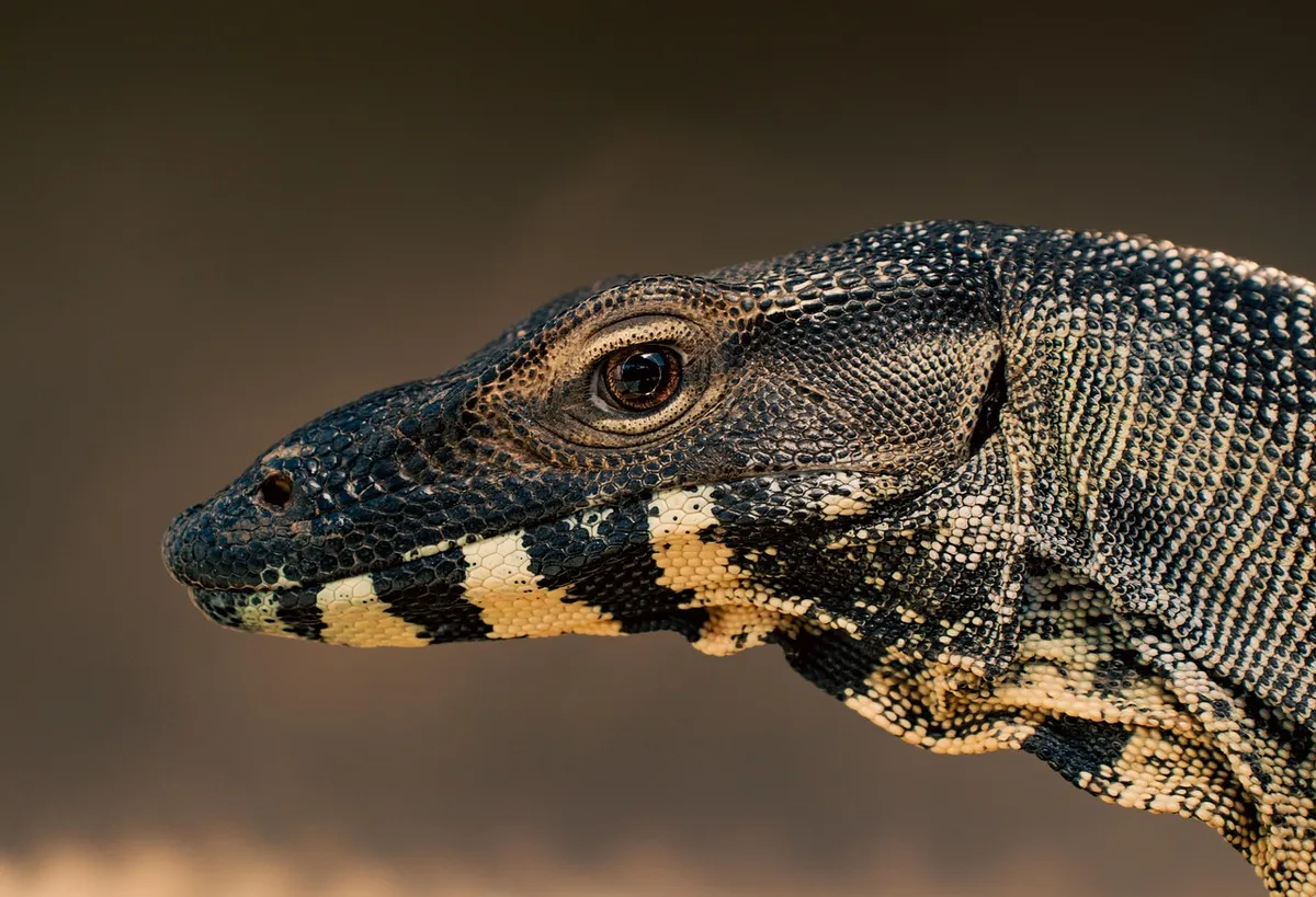 lizard, reptile, animal, scales, face, nature, eye, lace monitor, goanna, monitor, australia