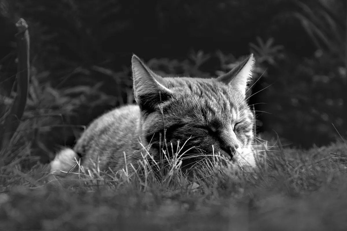 고양이, 개, 수면, 휴식, 동물, 자연, 흰색과 검은색