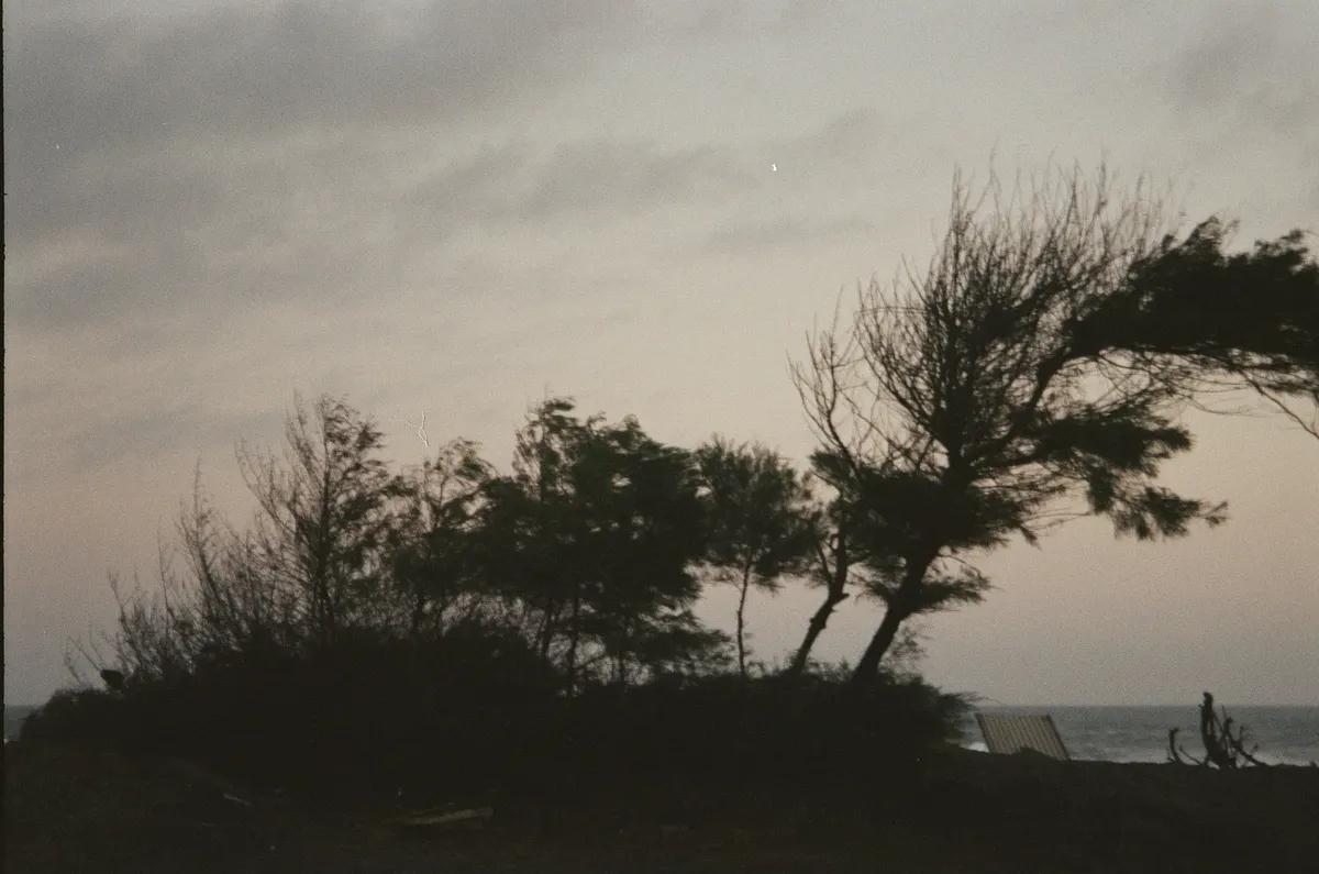 Gloomy silhouette of windswept trees against a twilight sky by the sea in Kretek, Indonesia.