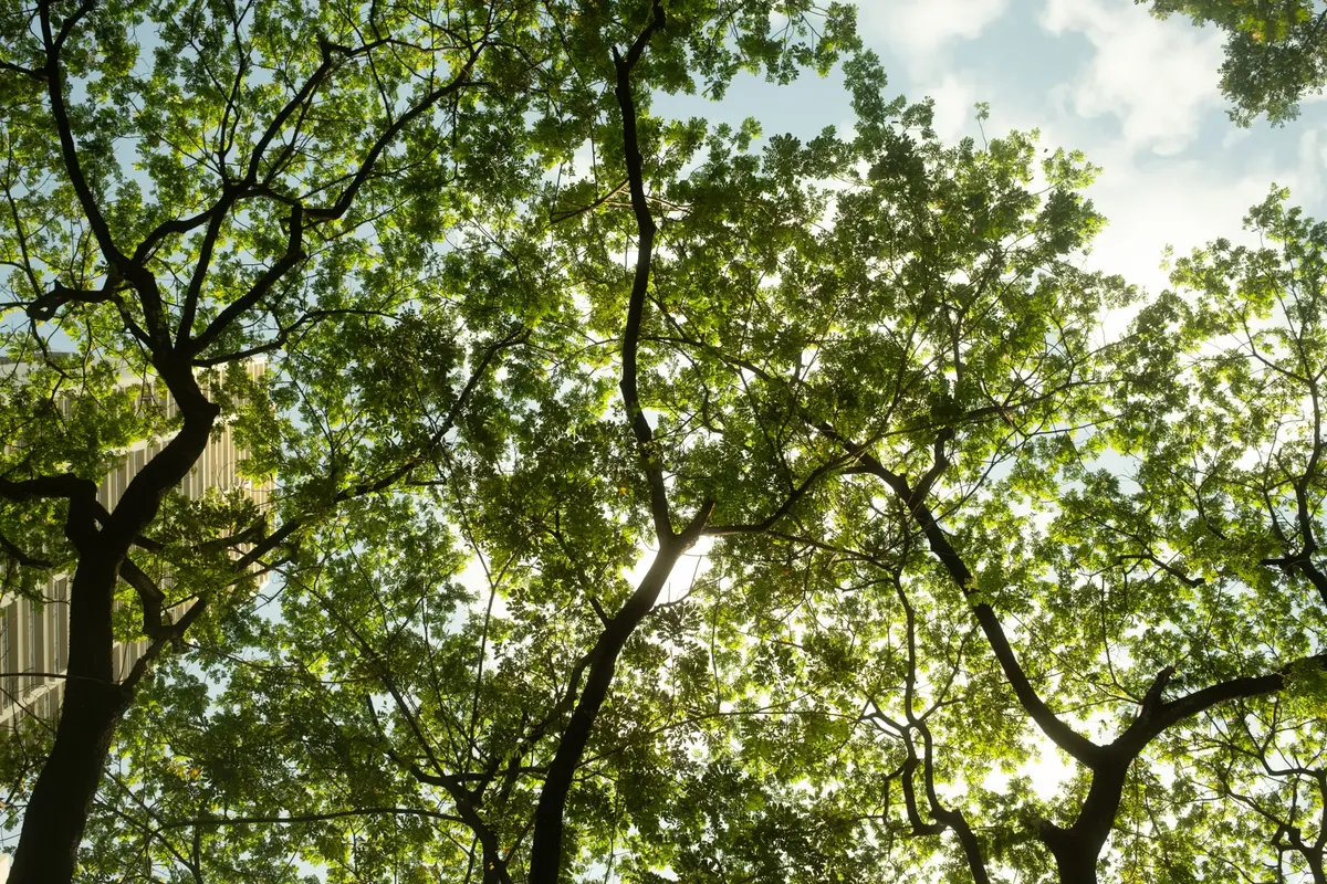 Sunlight filters through a lush green canopy of trees with building visible in the background.